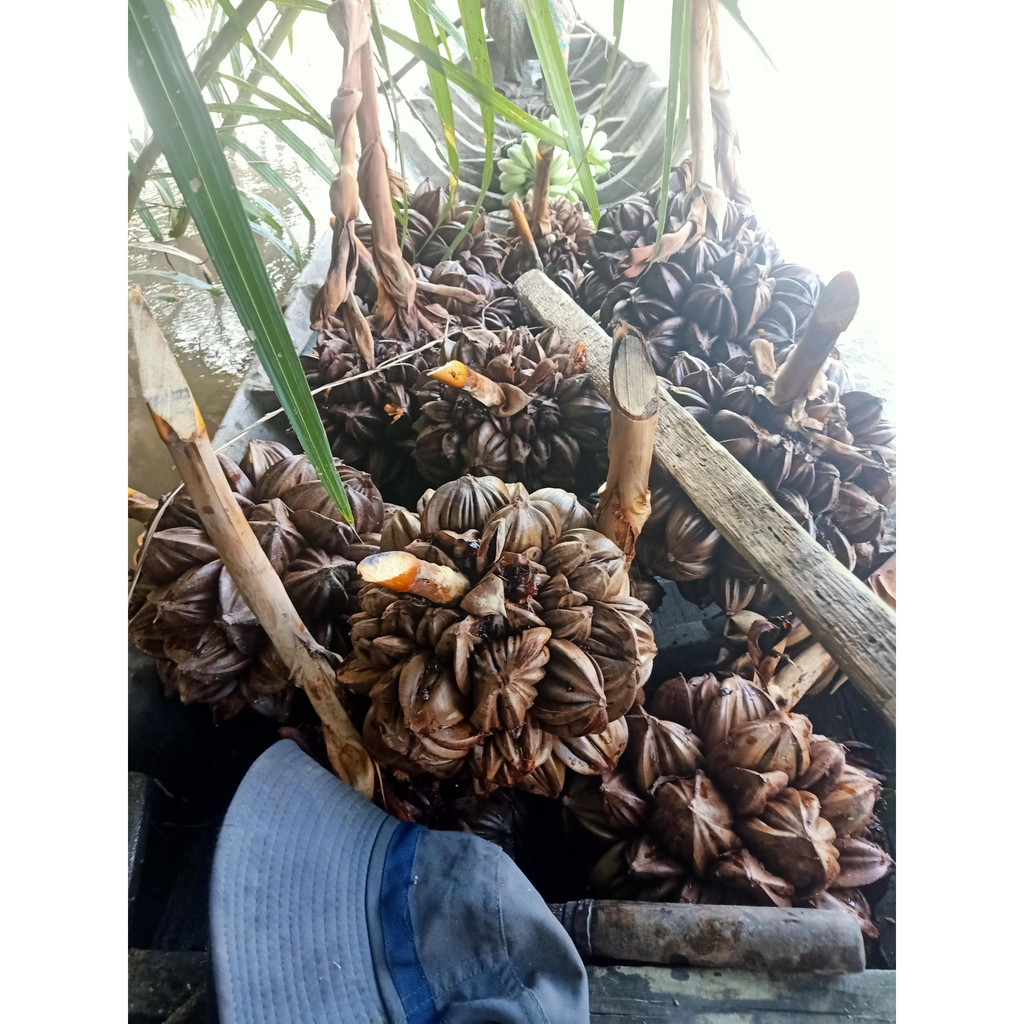 27 trái dừa nước tươi nguyên trái về tự chẽ