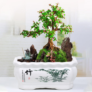 Chậu sứ trồng cây bonsai hình chữ nhật size nhỏ S3, trồng cây văn phòng, cây cảnh đẹp.