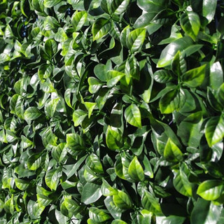 Nến thơm Jasmine After Rain