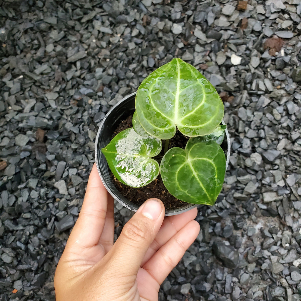 Anthurium Clarinervium size S [ hỏa tốc ]