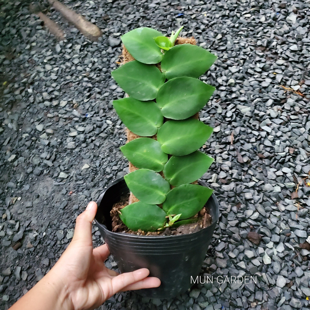 Tắc Kè Thái Leo Tường [ hỏa tốc ]