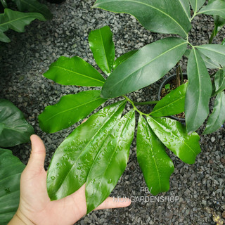Philodendron Goeldii | Trầu Bà Goeldii (hỏa tốc)