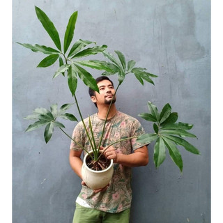 Philodendron Goeldii | Trầu Bà Goeldii (hỏa tốc)