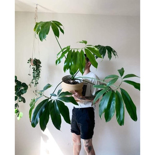 Philodendron Goeldii