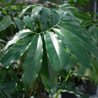 Philodendron Goeldii | Trầu Bà Goeldii (hỏa tốc)