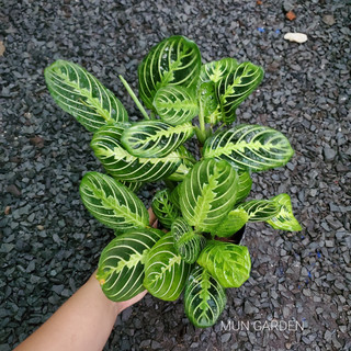 Đuôi Công Xương Cá Xanh