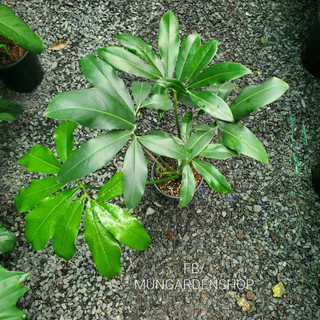Philodendron Goeldii | Trầu Bà Goeldii (hỏa tốc)