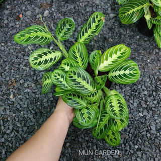 Đuôi Công Xương Cá Xanh [ hỏa tốc ]