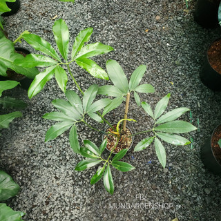 Philodendron Goeldii | Trầu Bà Goeldii (hỏa tốc)