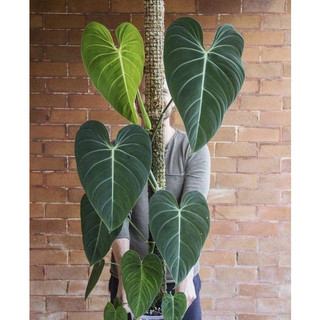 Philodendron Glorious [ hỏa tốc ]