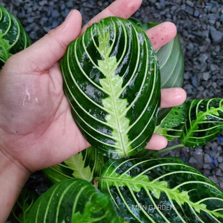 Đuôi Công Xương Cá Xanh [ hỏa tốc ]
