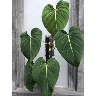 Philodendron Glorious [ hỏa tốc ]
