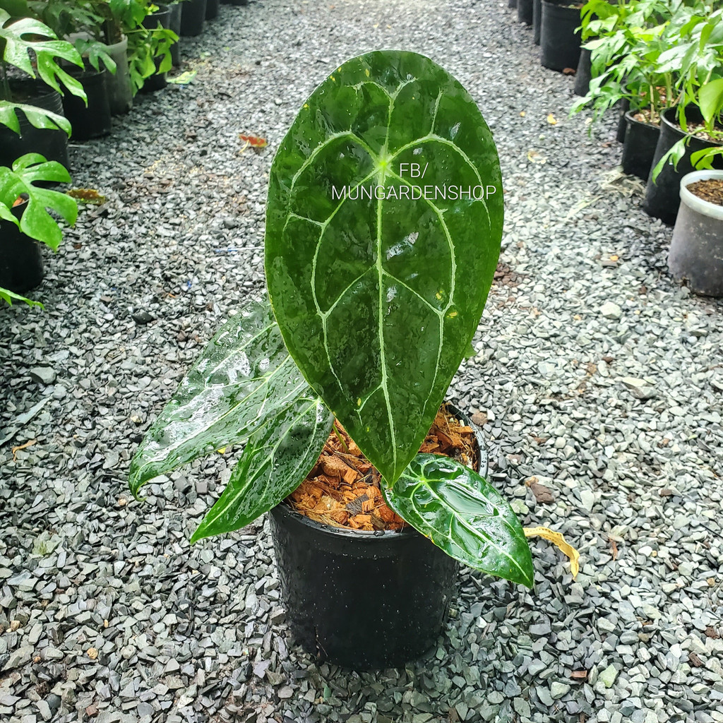 Anthurium Fogetti [ hỏa tốc ]