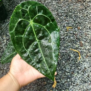 Anthurium Fogetti [ hỏa tốc ]