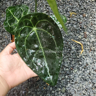 Anthurium Fogetti [ hỏa tốc ]