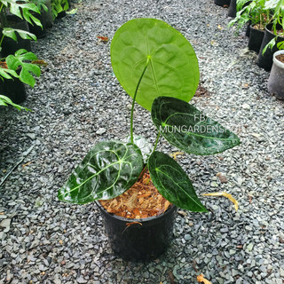 Anthurium Fogetti [ hỏa tốc ]