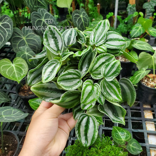 Hạnh tiên thảo xanh lá
