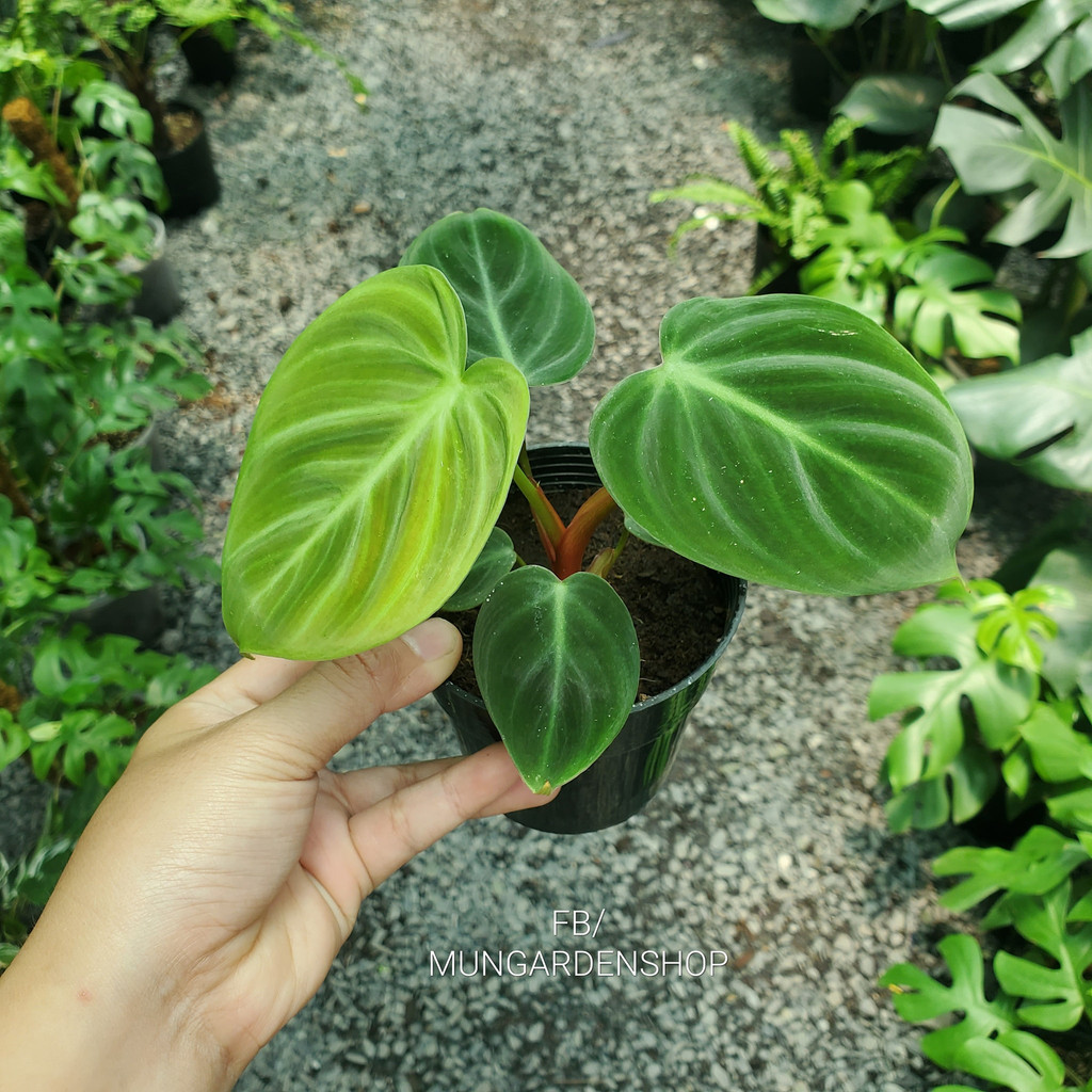 Philodendron El Choco Red [ hỏa tốc ]