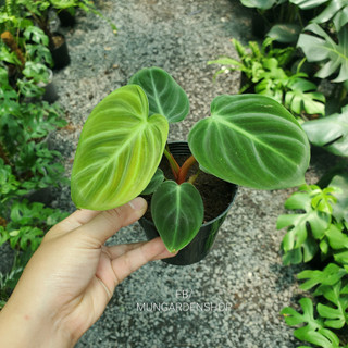 Philodendron El Choco Red
