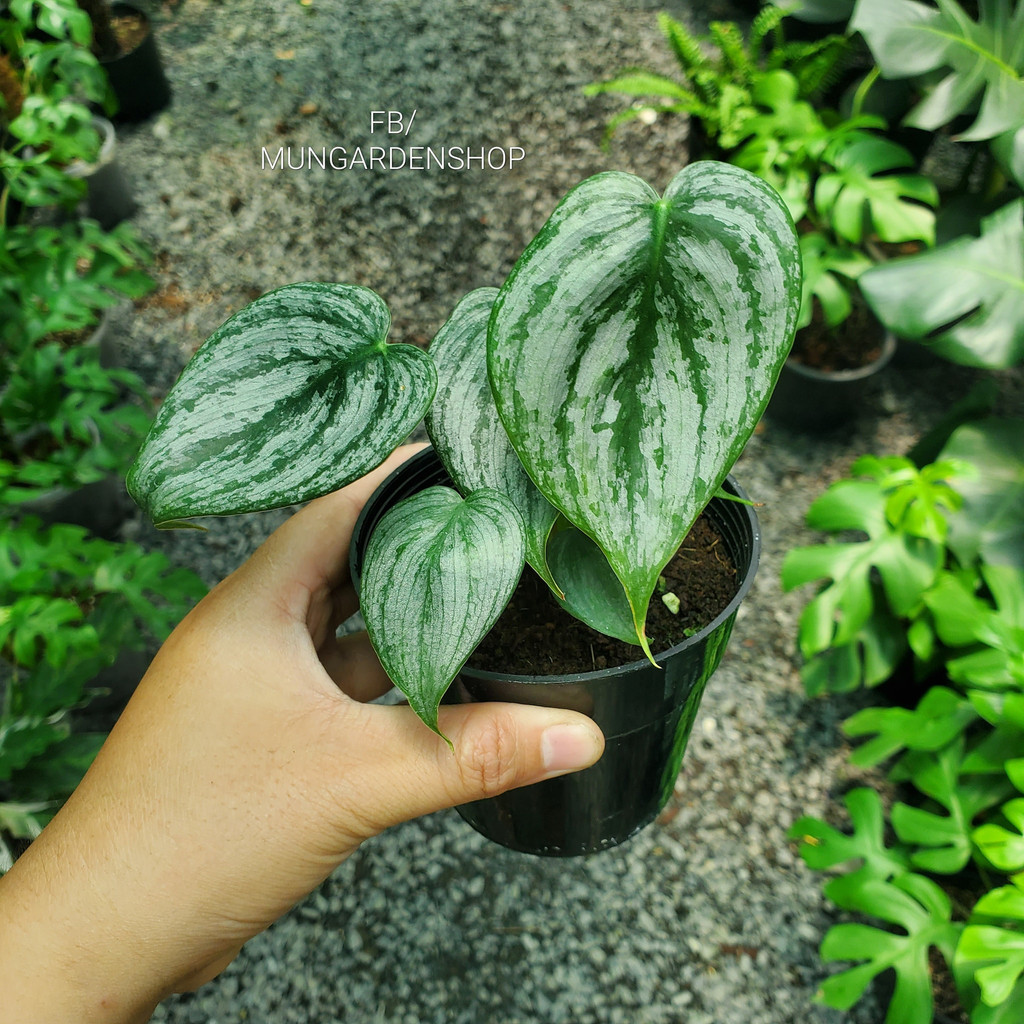 Philodendron Brandtinum [ hỏa tốc ]