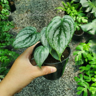 Philodendron Brandtinum