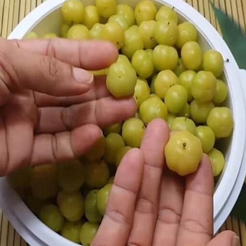 1kg Trái Chùm Ruột tươi - Dược Liệu Tuấn Phát