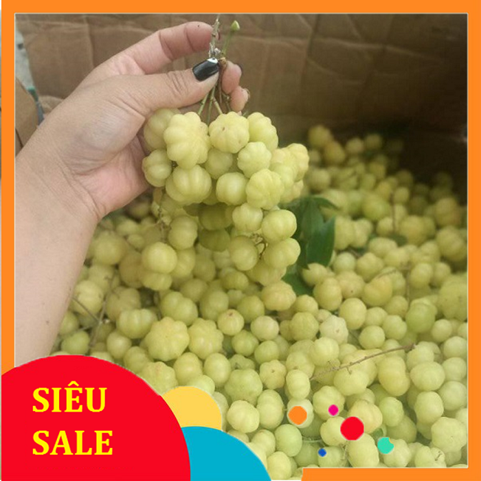 1kg Trái Chùm Ruột tươi - Dược Liệu Tuấn Phát