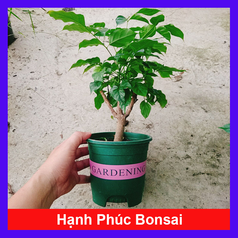 Cây Hạnh Phúc - cây cảnh để bàn trang trí phong thủy