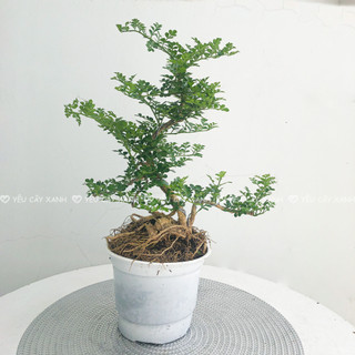 Cây Cần Thăng Bonsai mini Size Dáng Đa Dạng Size để bàn Ưa Nắng Vừa