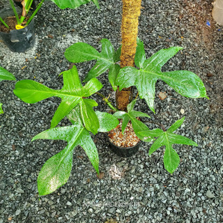 Trầu bà cánh én