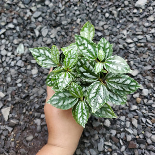 Lá gấm xanh