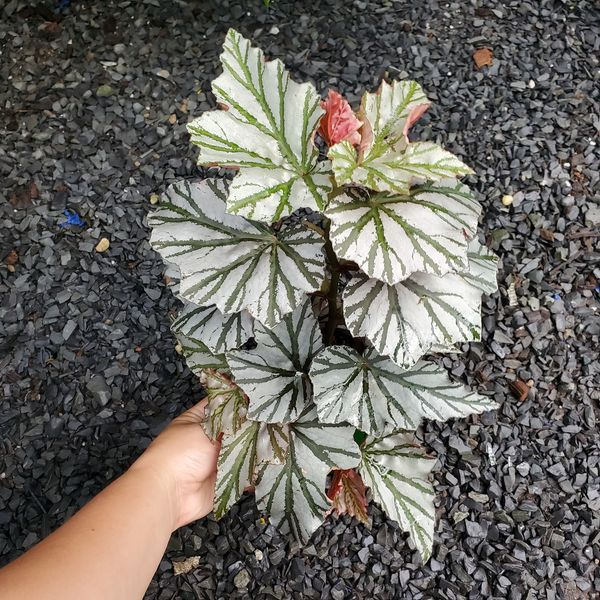Begonia Looking Glass [ hỏa tốc ]
