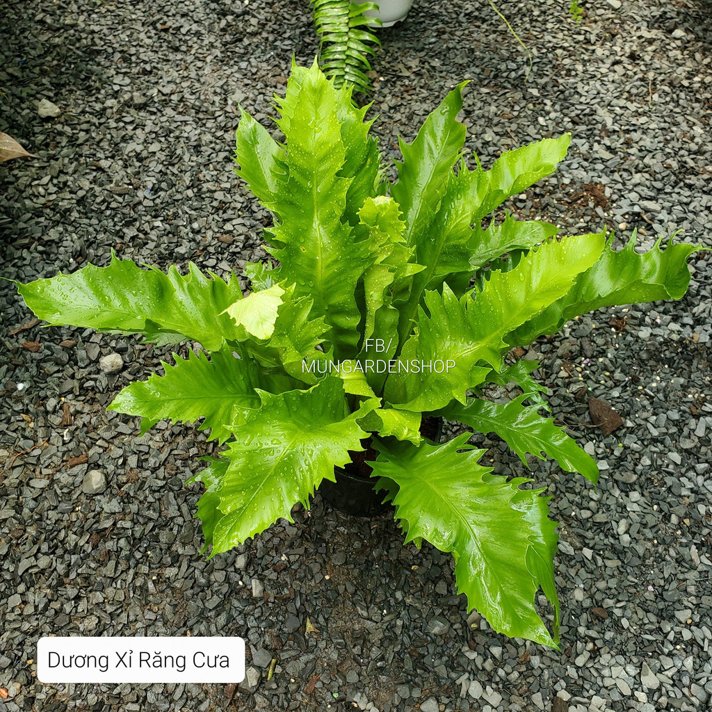 Dương Sỉ Răng Cưa [ hỏa tốc ]