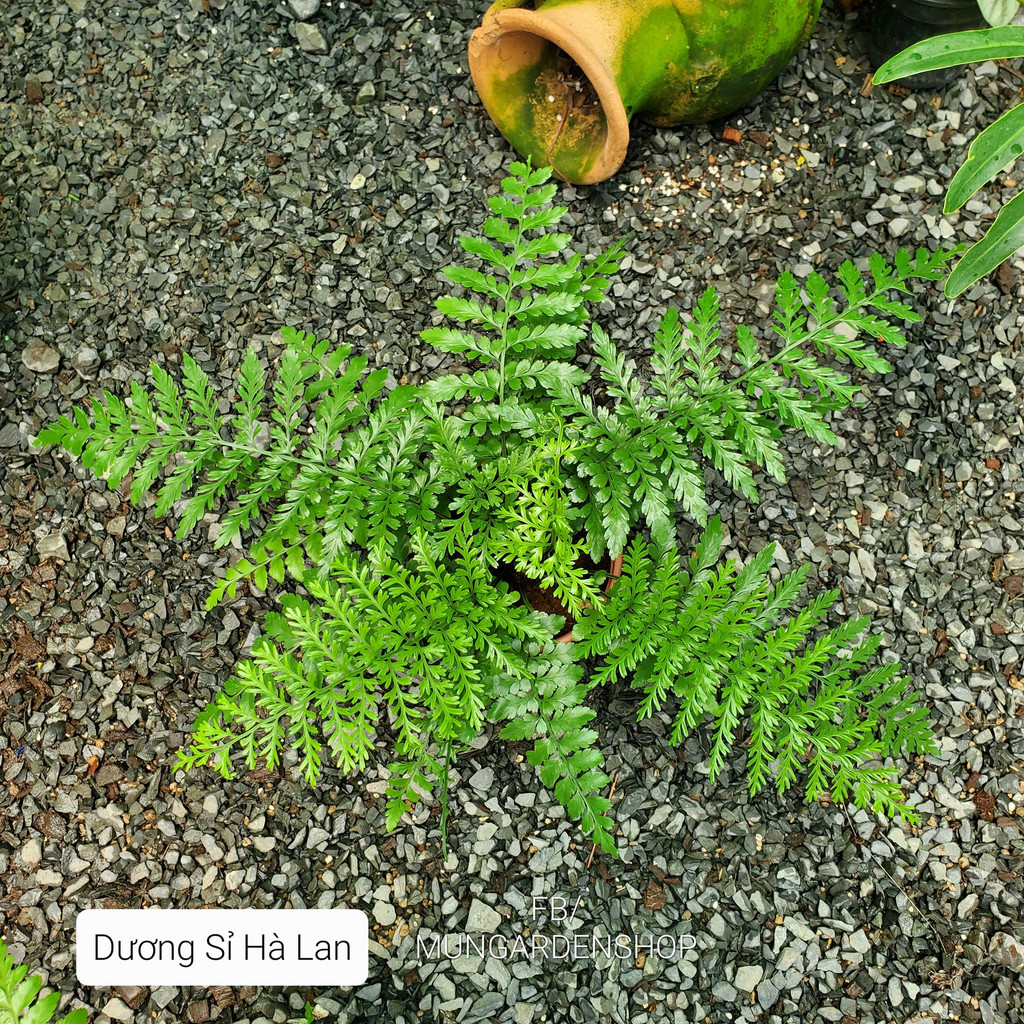 Dương Sỉ Hà Lan [ hỏa tốc ]