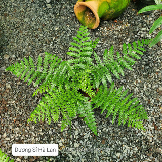 Dương sỉ hà lan