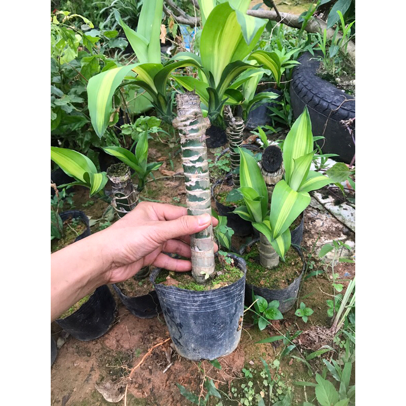 Cây thiết mộc Lan