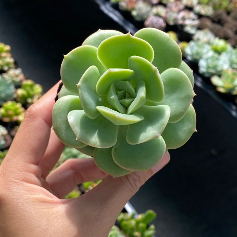 Sen đá xanh lá Size bầu 5cm  cây cảnh trang trí SENDABL