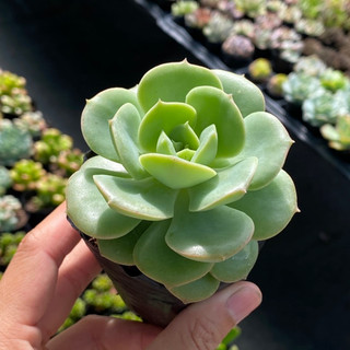 Sen đá xanh lá Size bầu 5cm  cây cảnh trang trí SENDABL