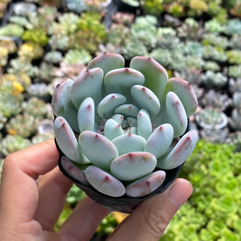 Sen Đá Rubi Trắng Size Bầu 5cm Hư 1 Đổi 1