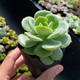 Sen đá xanh lá Size bầu 5cm  cây cảnh trang trí SENDABL