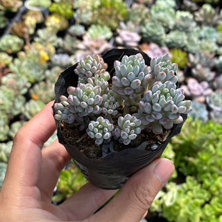Sen đá Trứng Cá Size Bầu 5cm Hư 1 Đổi 1