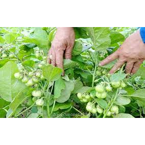cà pháo xanh cao sản giòn tan quả sai trĩu ( gói 1gr)