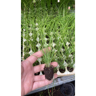 Combo 4 cây con bụi giống hẹ