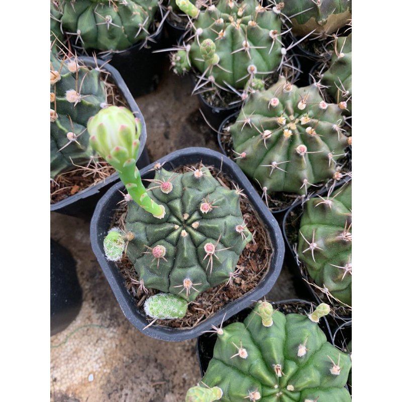 Xương rồng gym đang nụ chậu 5.5cm hàng việt