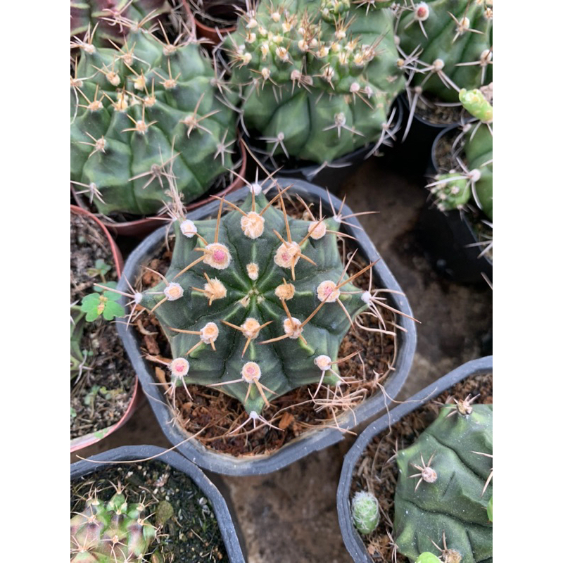 Xương rồng gym đang nụ chậu 5.5cm hàng việt