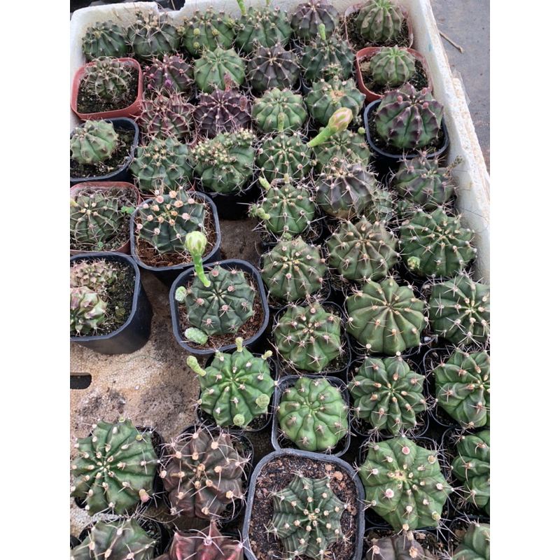 Xương rồng gym đang nụ chậu 5.5cm hàng việt