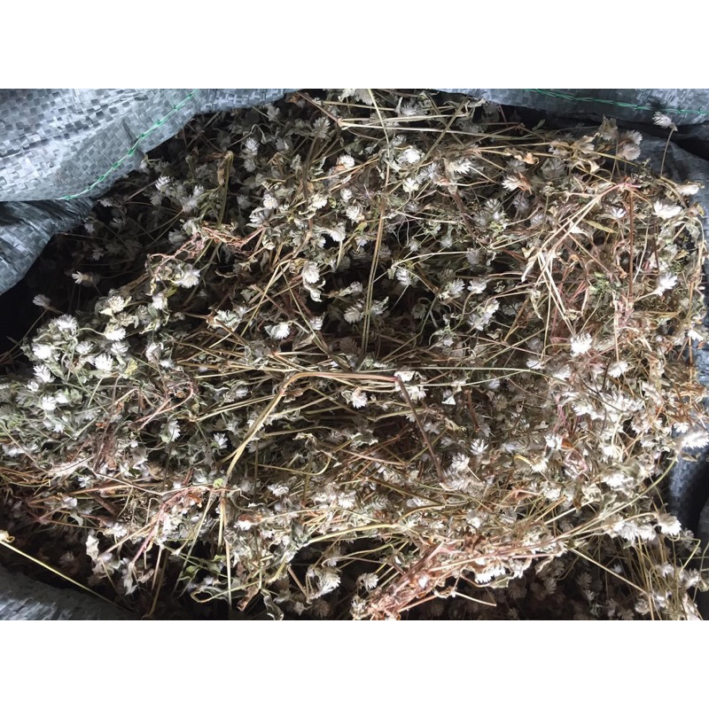 1kg NỞ NGÀY ĐẤT sạch loại 1- cơ sở dược liệu Thảo An