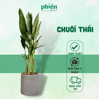 Cây Chuối Thái, Cây Chuối Mỏ Két Cao 1m Decor Nội Thất, Cửa Hàng Phong Thủy