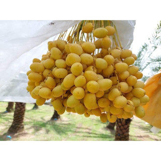 Cây giống chà là Barhee, được kiểm tra cây trước khi thanh toán