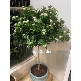 Cây hoa nguyệt quế to hoa thơm dáng tree